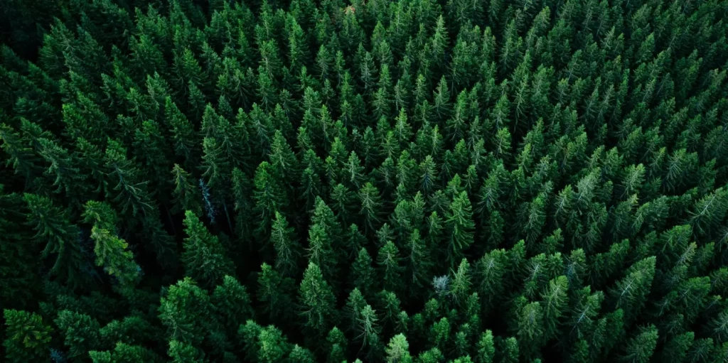 Expo_foretsscolart_long-scaled