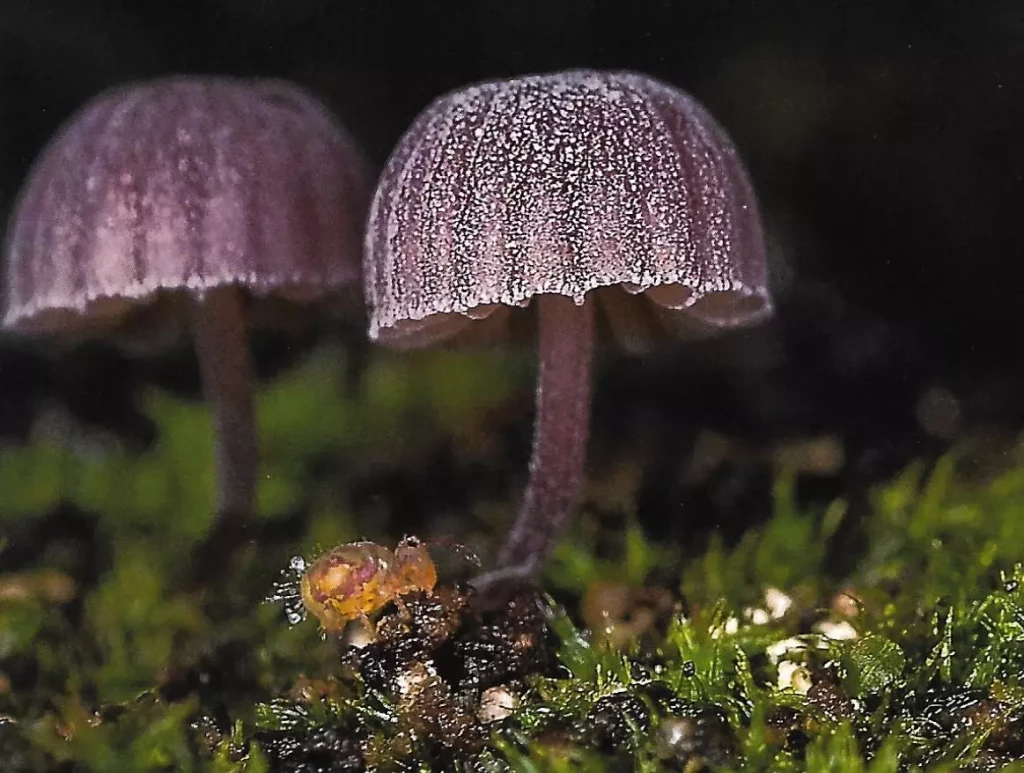 Mystérieux mycètes, une biodiversité discrète de formes et de couleurs
