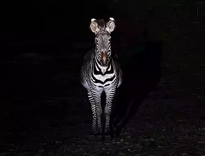 mmr_carcassonne_expo_nuit-fauve_post-500x382 - copie