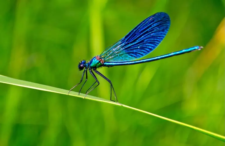 71c242694729433ca48ea941f3fa5d6b.base.image