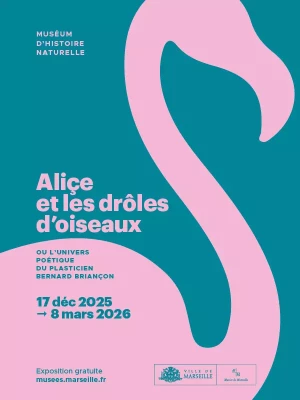 alice_drole_doiseaux-flamant-SAM_0