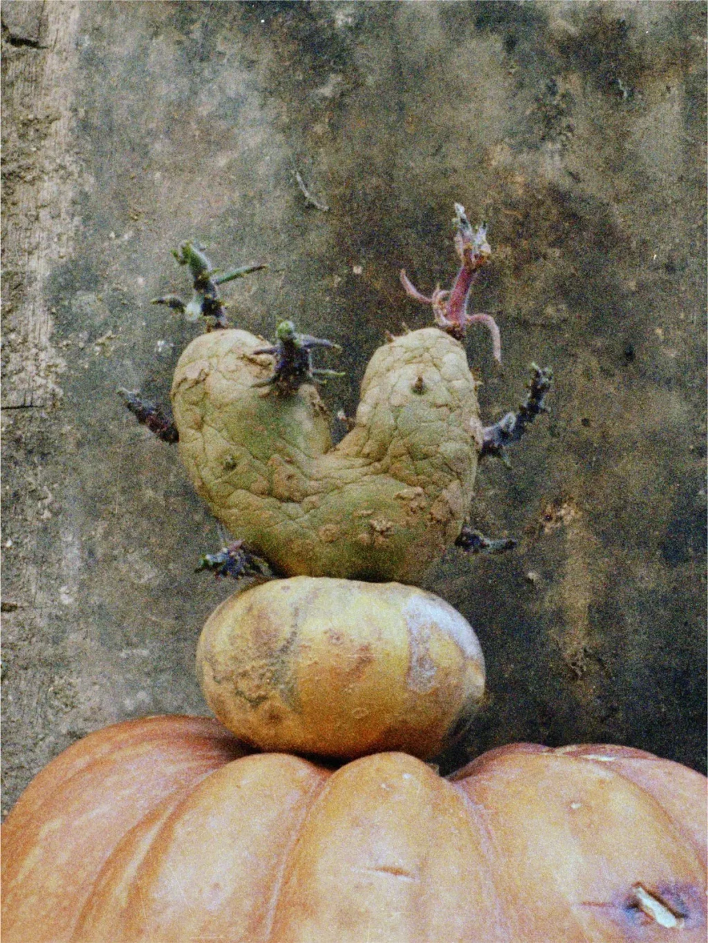 Patate-Coeurs-8-photographie-2002-©-Agnes-Varda-MD-1200x1599