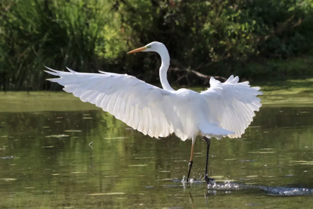 30-Grande_Aigrette-scaled