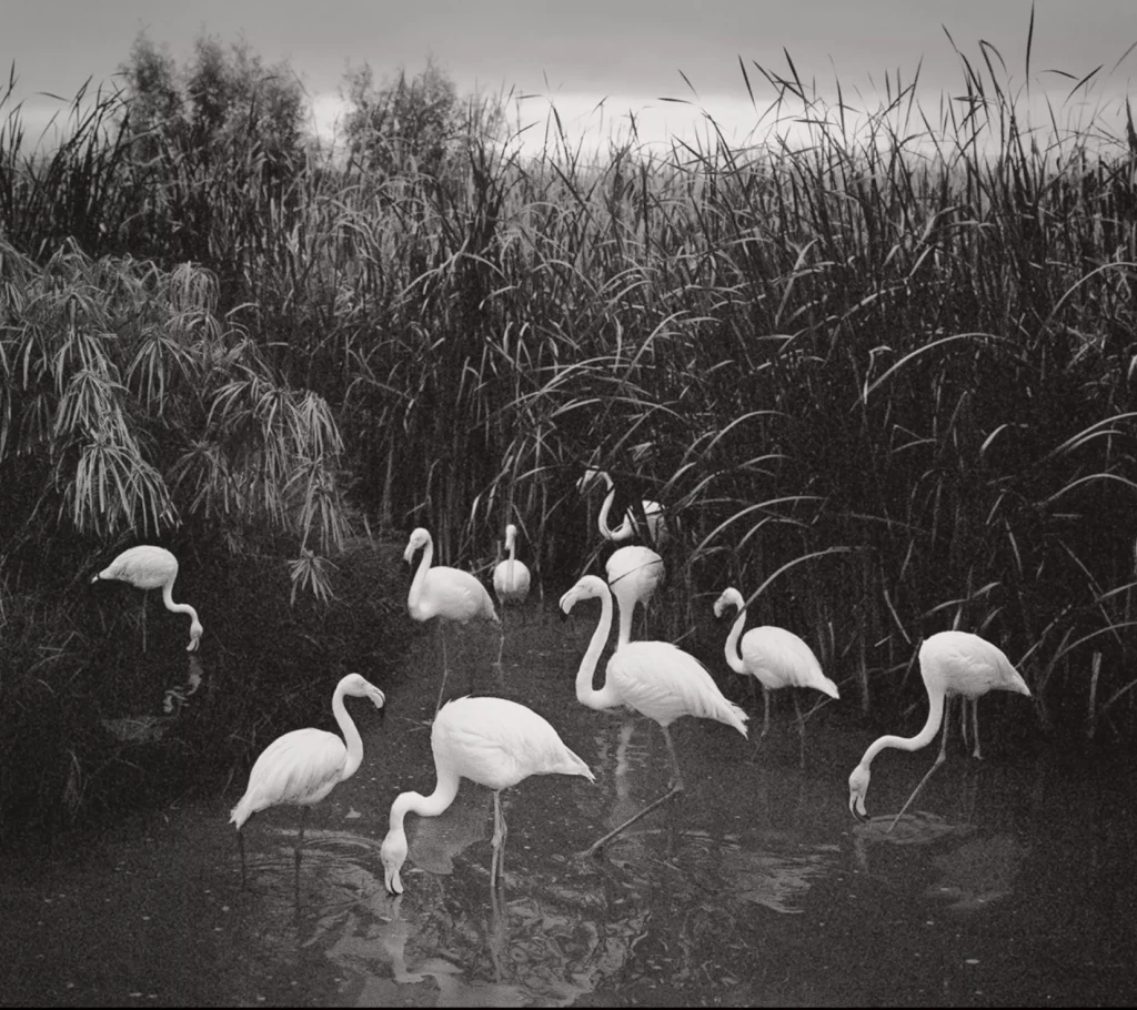Pentti Sammallahti