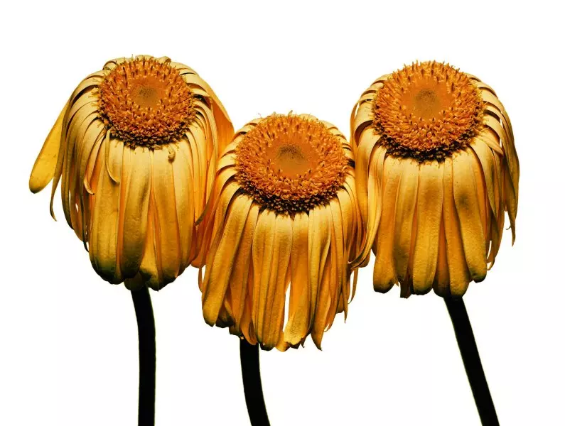 irving-penn-gerbera-daisy-2006
